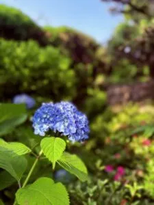 紫陽花